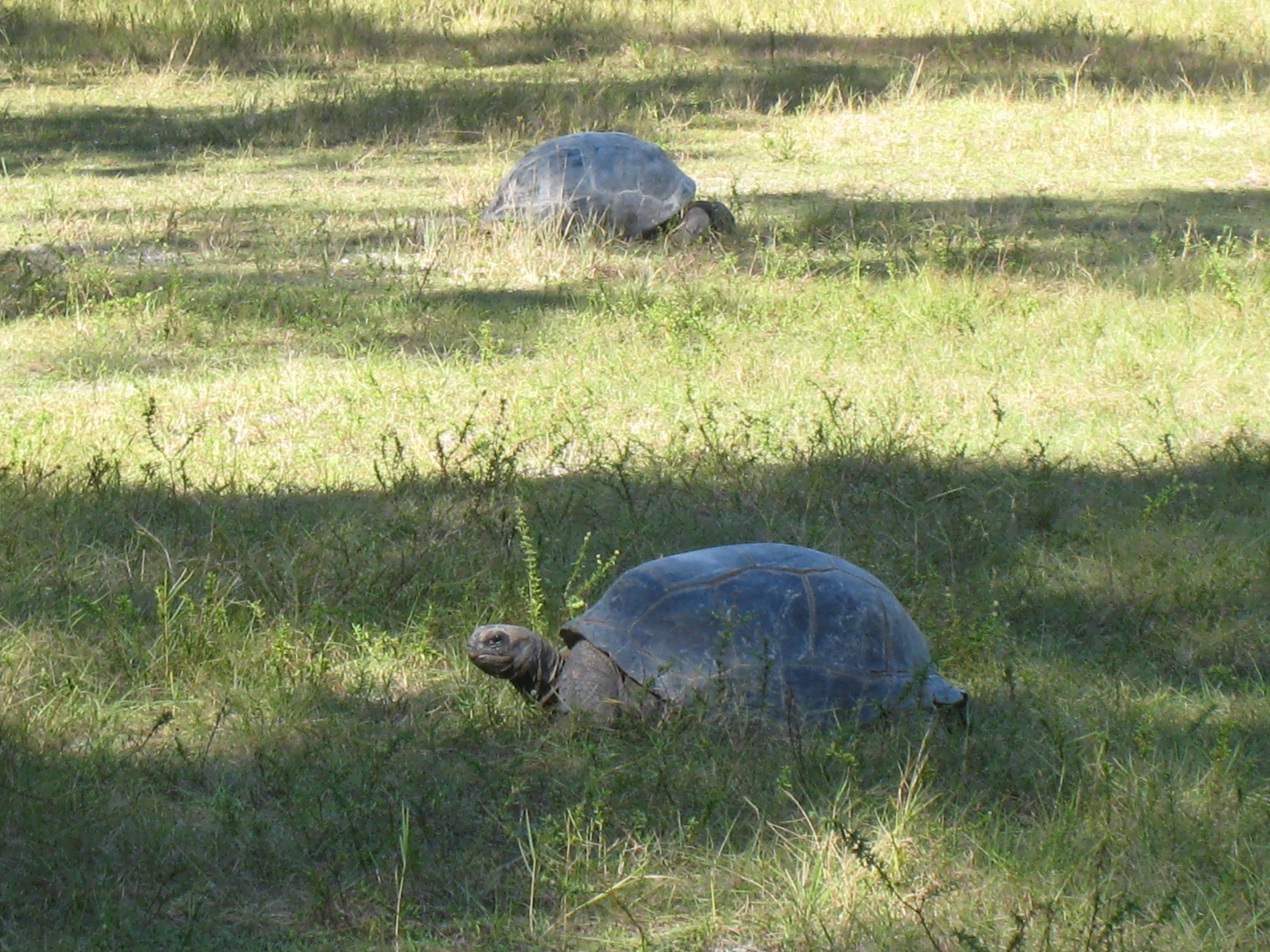 ALDABRA BREEDER