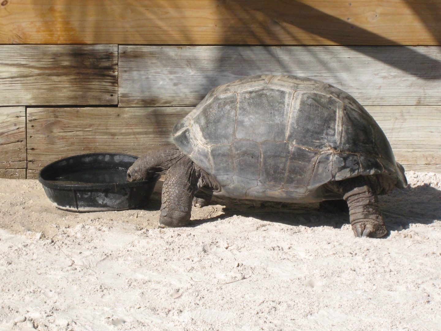 ALDABRA BREEDER