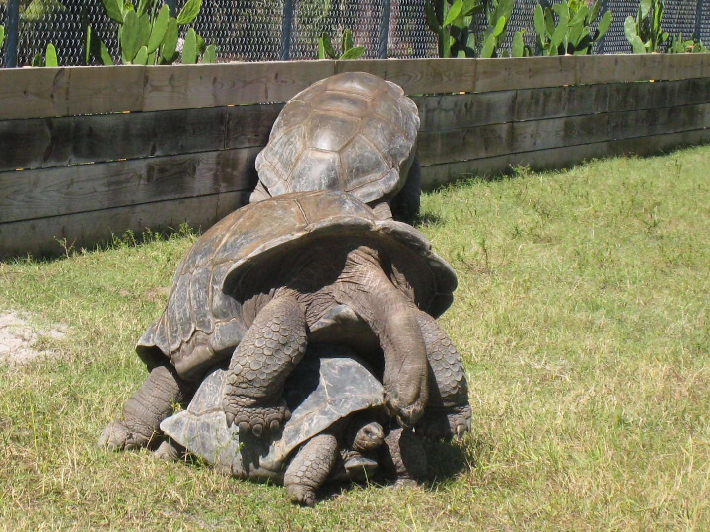 ALDABRA BREEDER