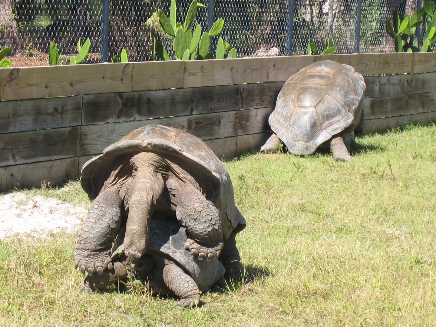 ALDABRA BREEDER