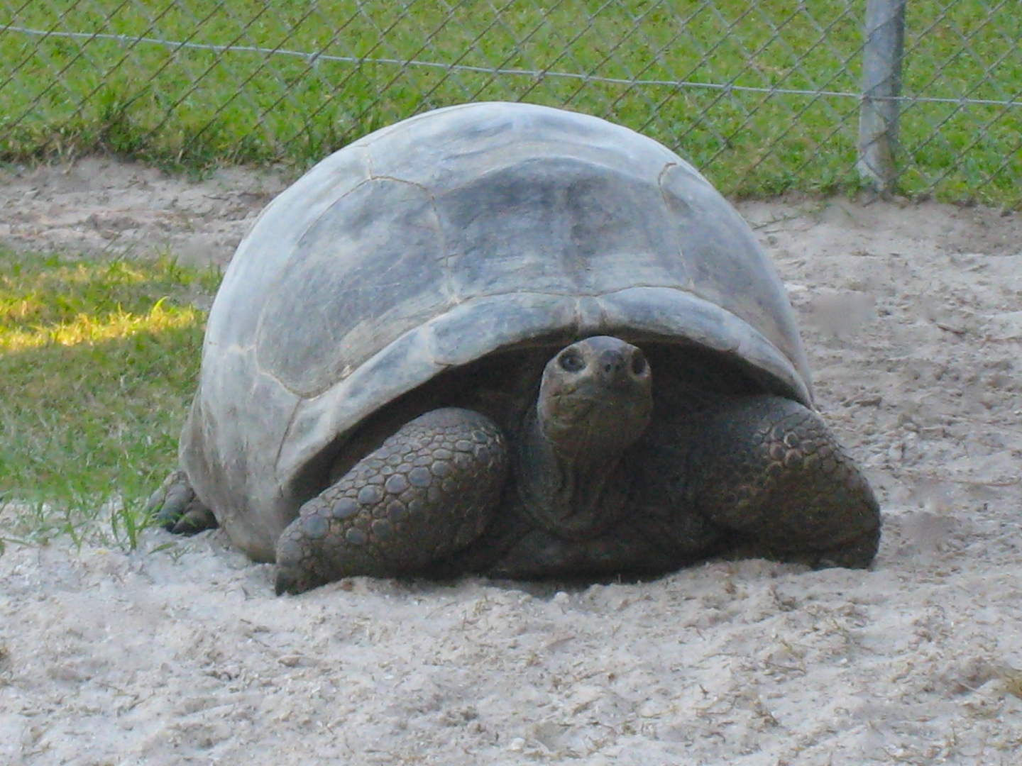 ALDABRA BREEDER