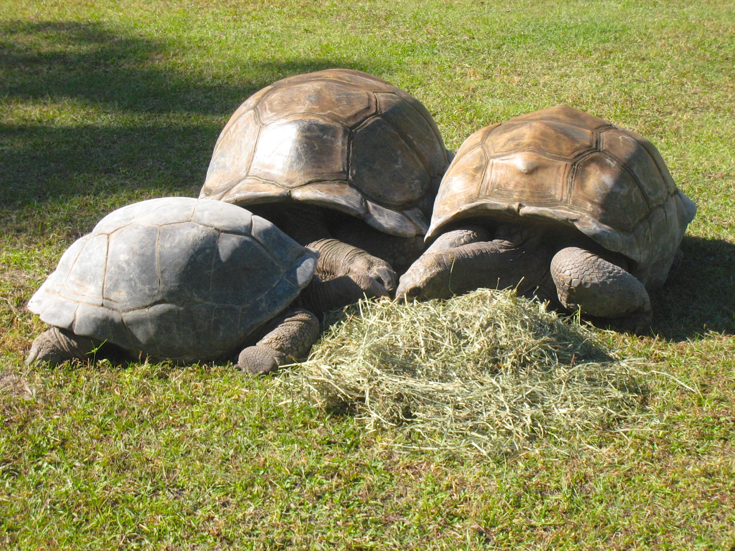 ALDABRA BREEDER