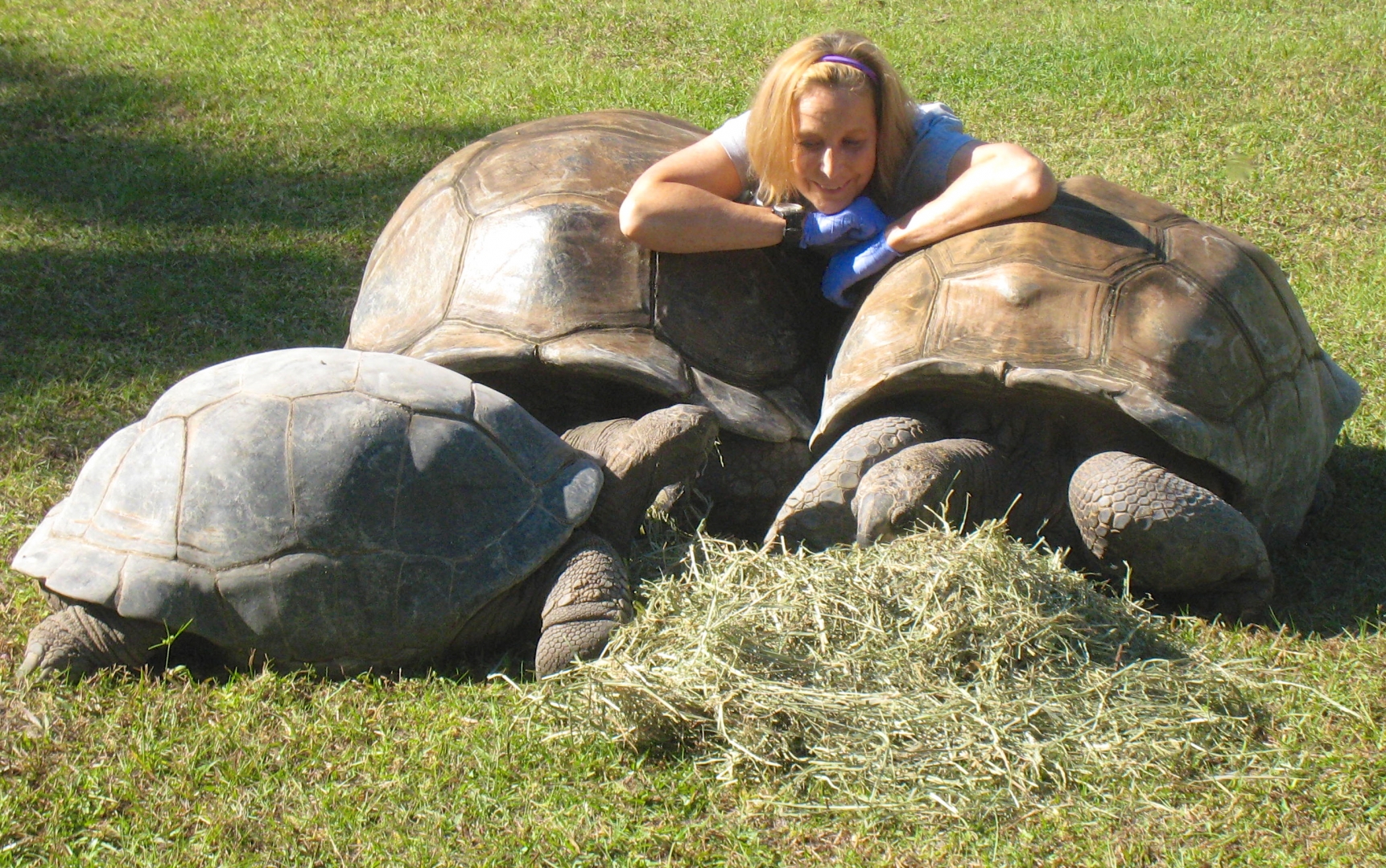 ALDABRA BREEDER
