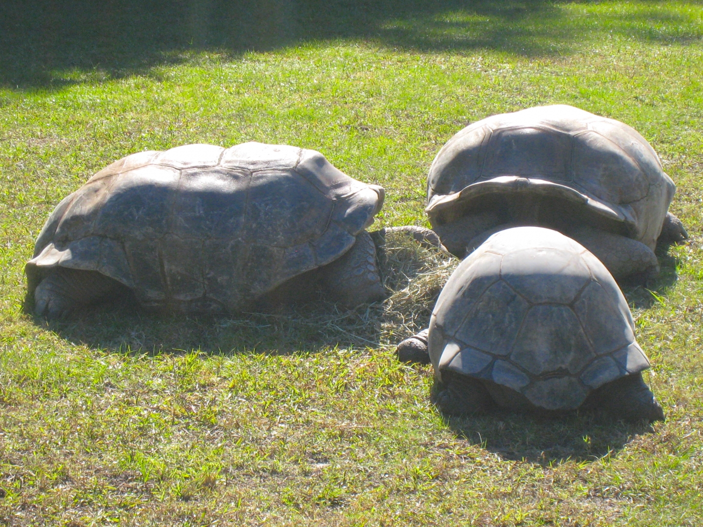 ALDABRA BREEDER