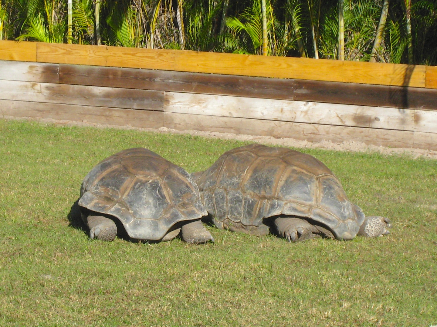 ALDABRA BREEDER
