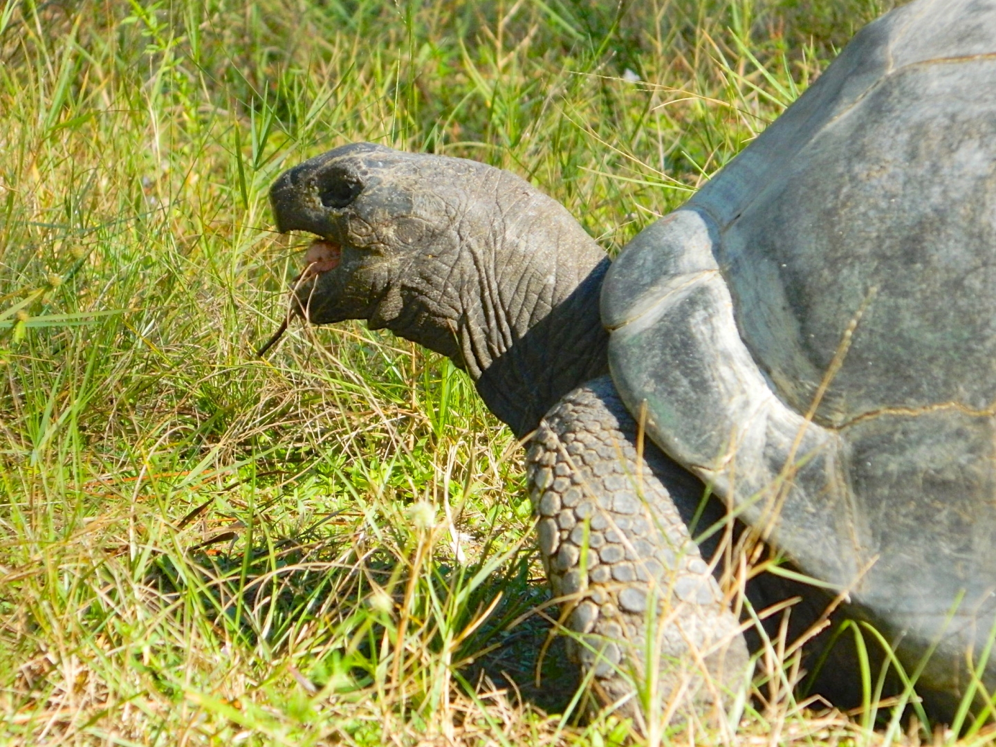 ALDABRA BREEDER