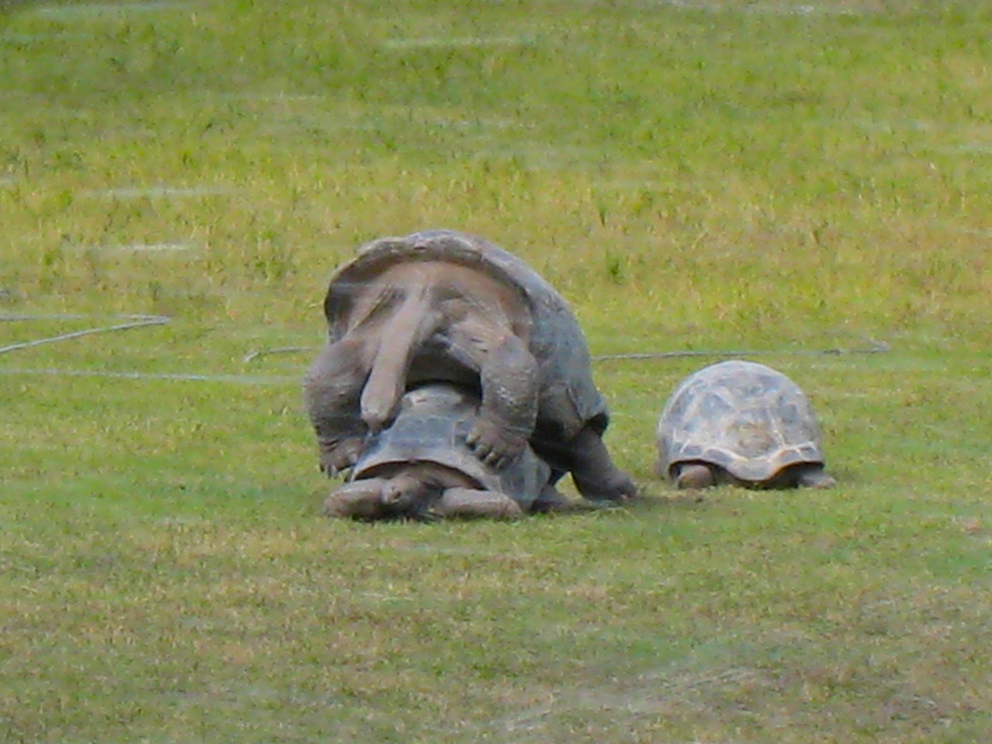 ALDABRA BREEDER