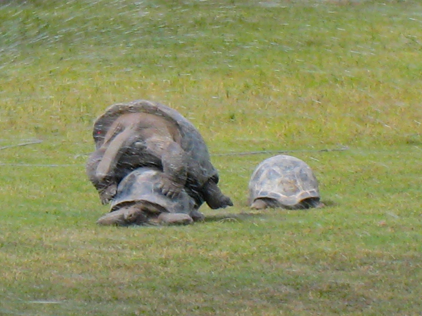 ALDABRA BREEDER
