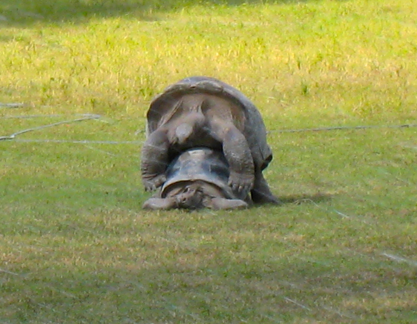 ALDABRA BREEDER