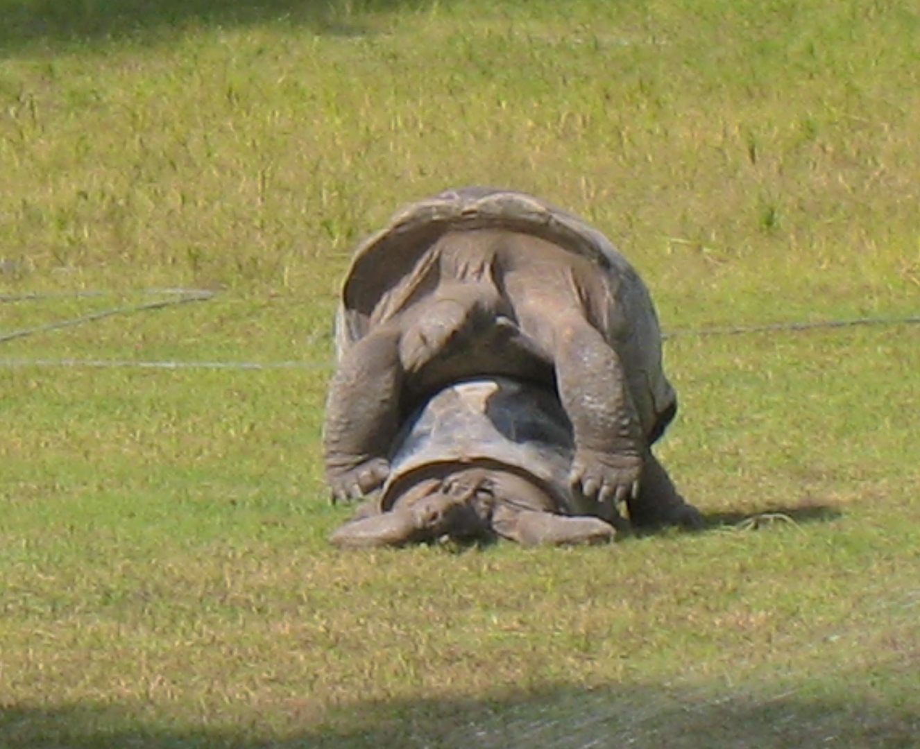 ALDABRA BREEDER