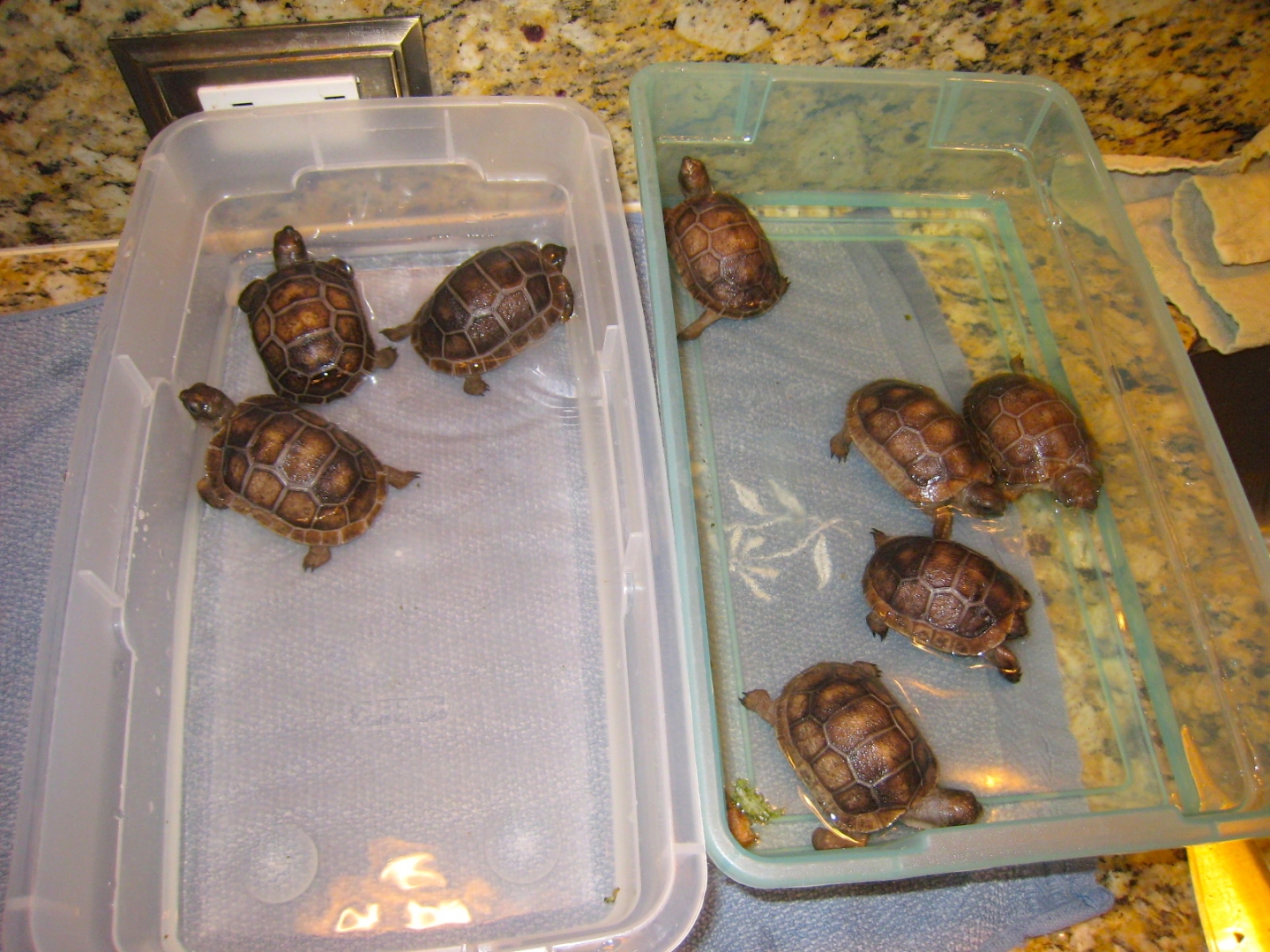 ALDABRA BREEDER