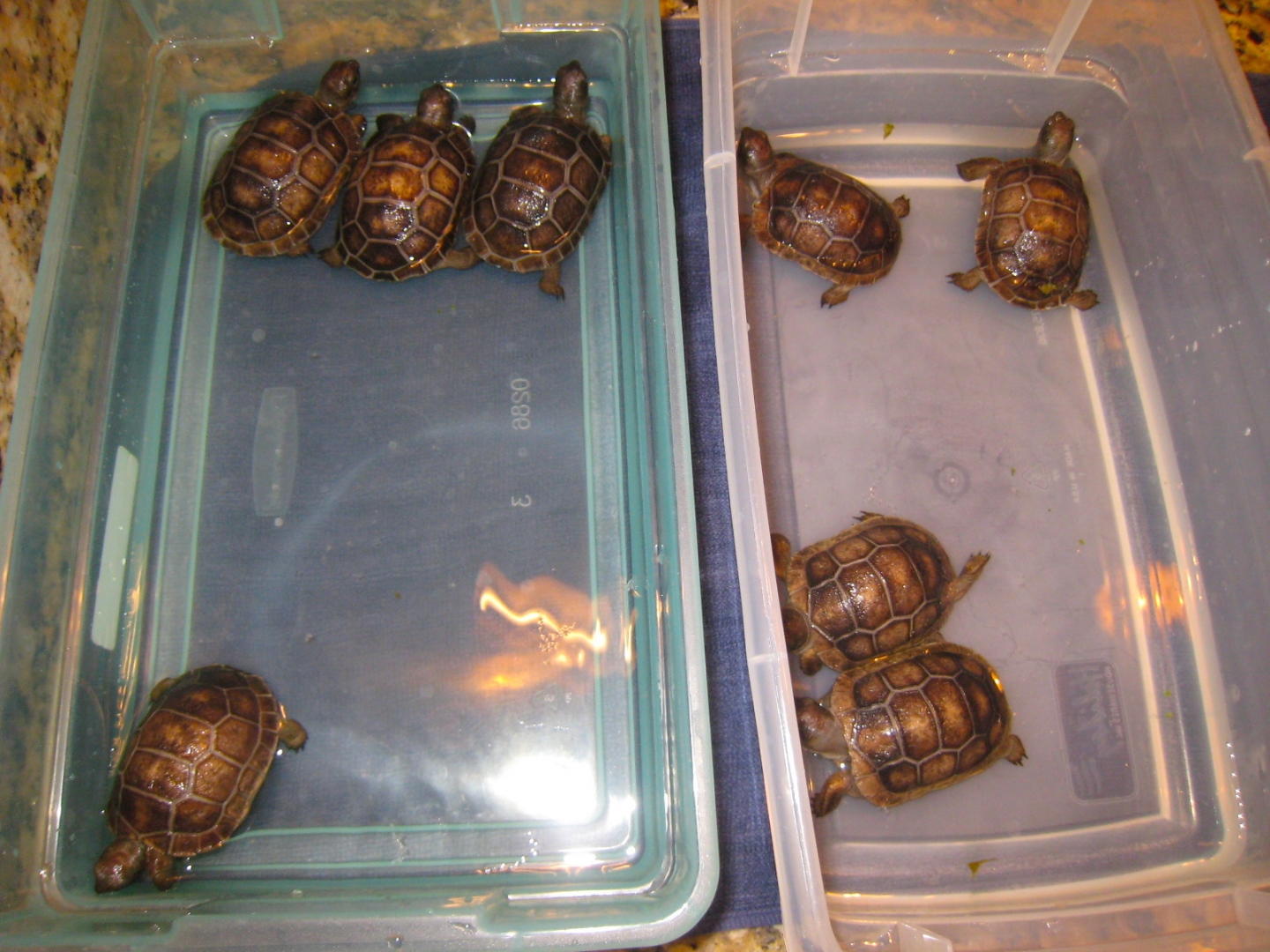 ALDABRA BREEDER