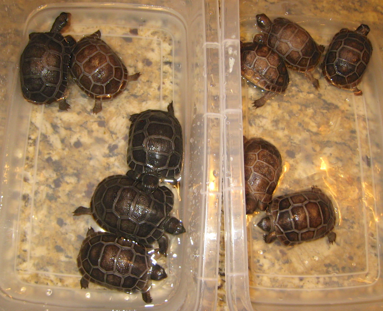 ALDABRA BREEDER