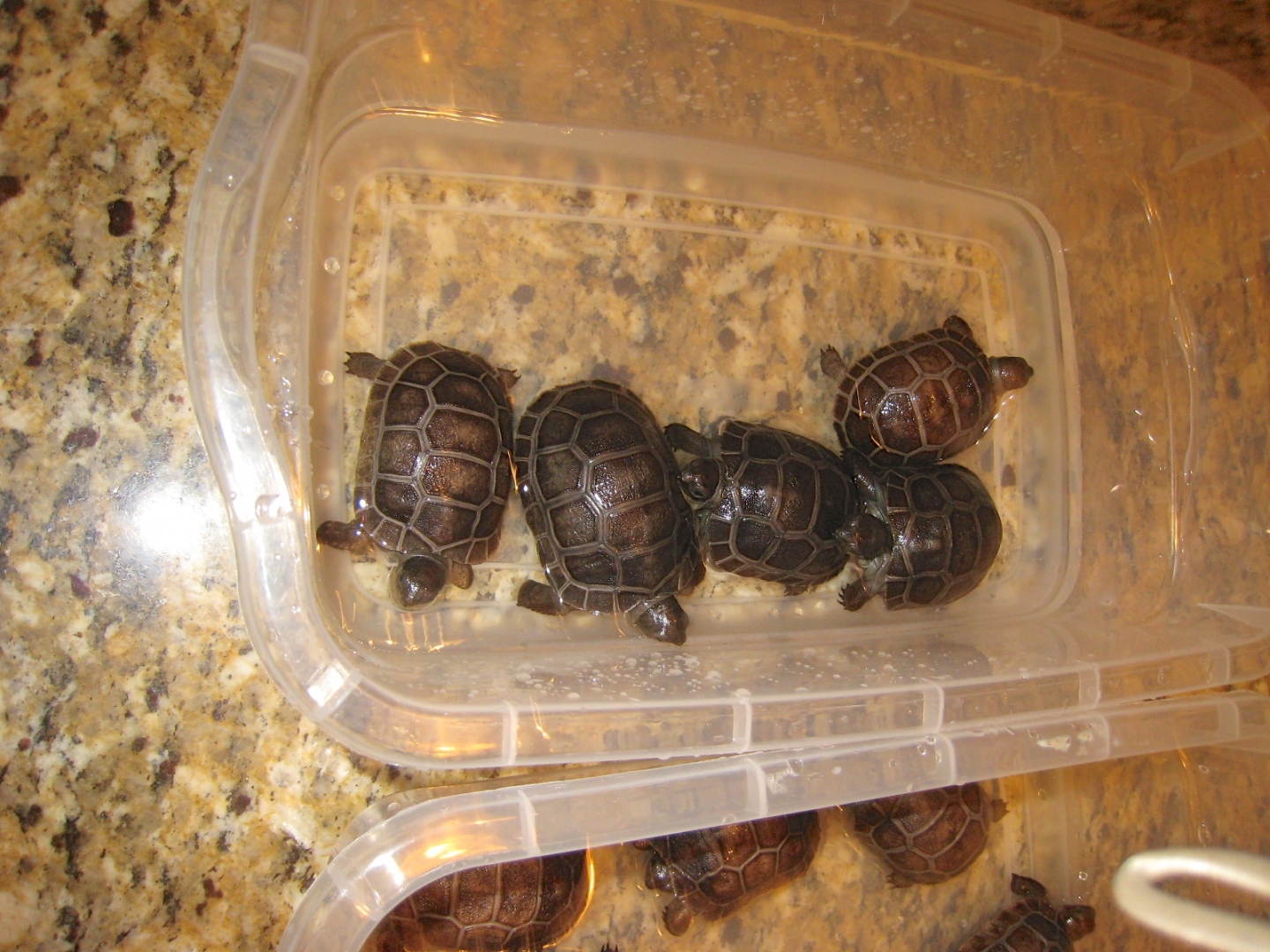 ALDABRA BREEDER