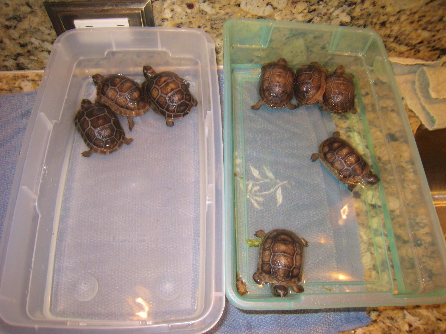 ALDABRA BREEDER