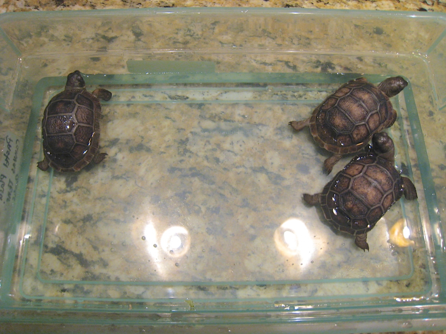 ALDABRA BREEDER