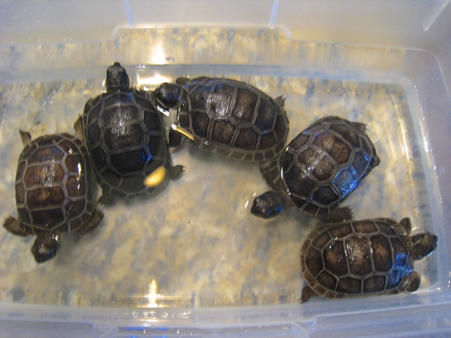 ALDABRA BREEDER