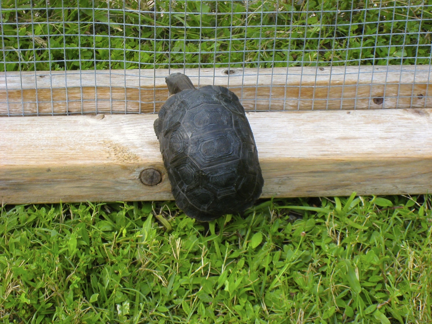 ALDABRA BREEDER