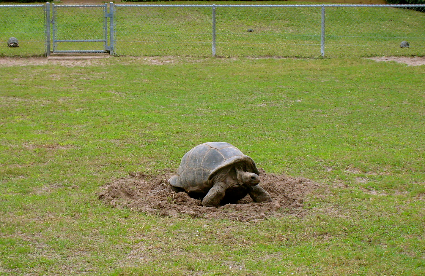 ALDABRA BREEDER