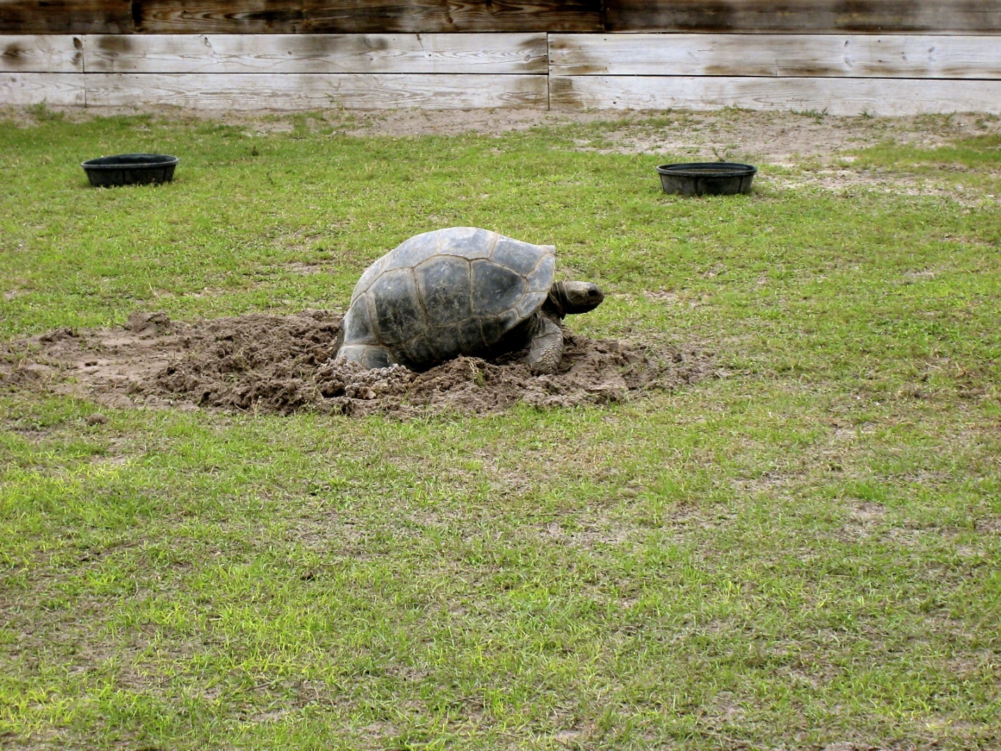ALDABRA BREEDER