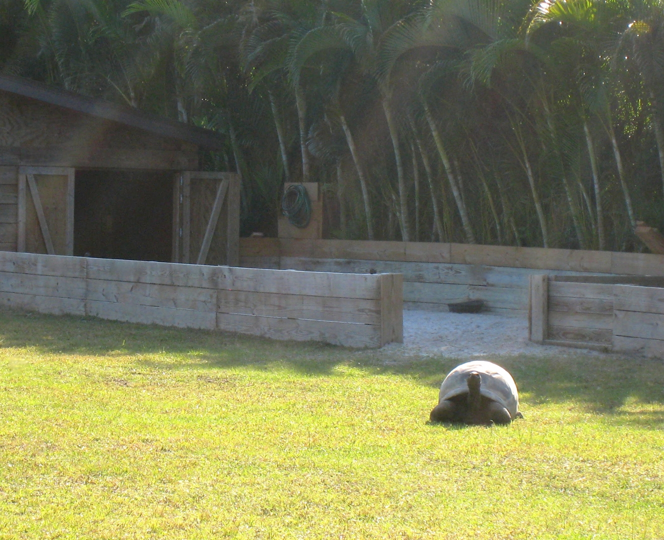 ALDABRA BREEDER