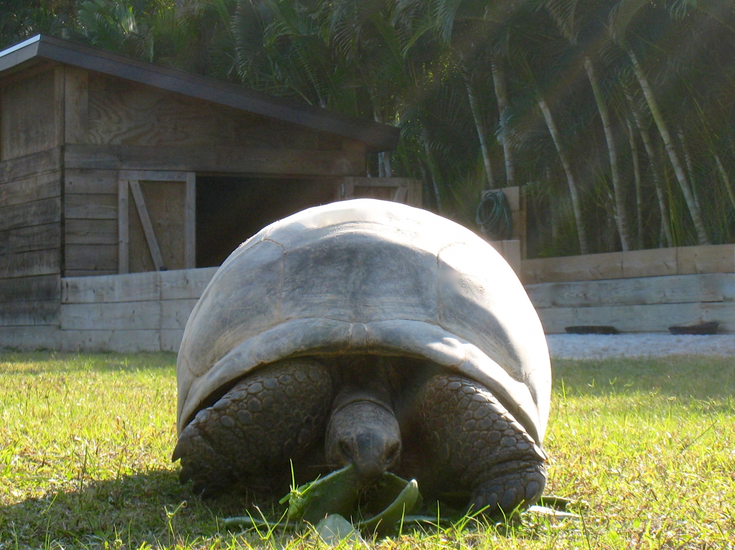 ALDABRA BREEDER
