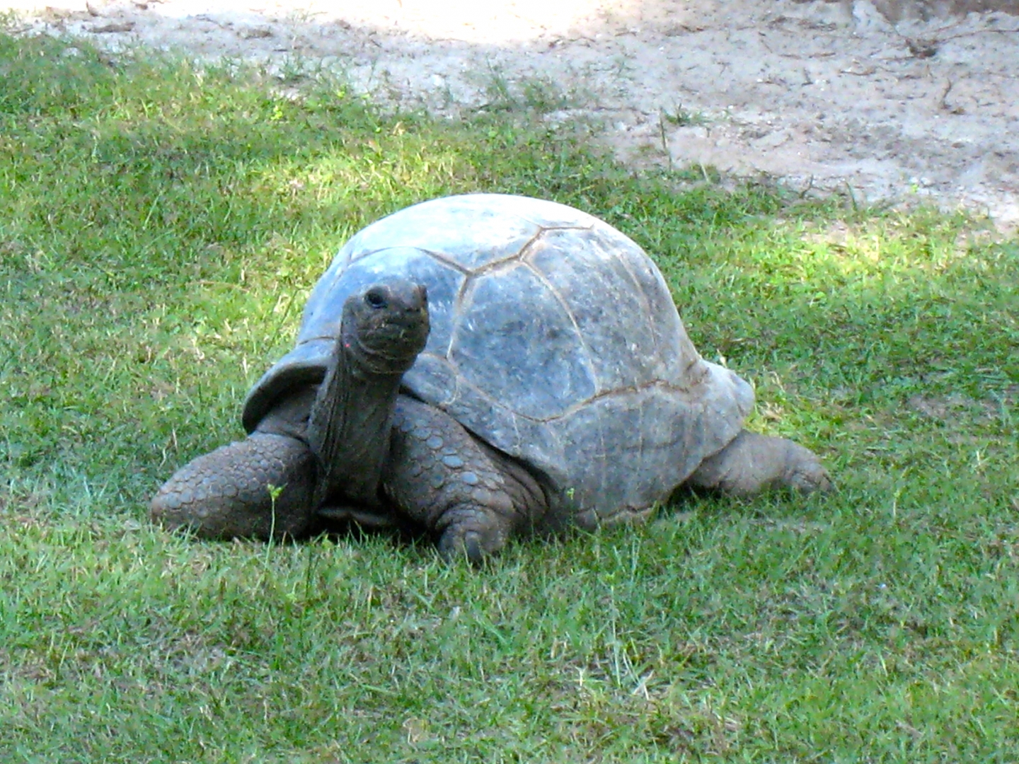 ALDABRA BREEDER