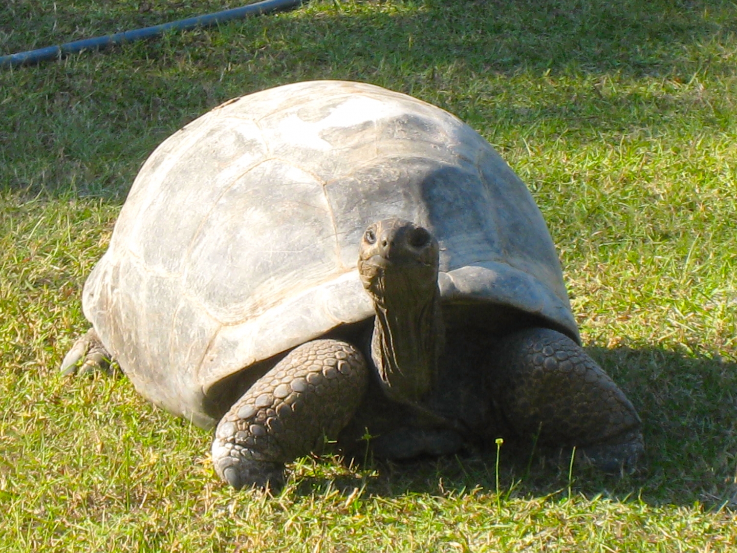 ALDABRA BREEDER