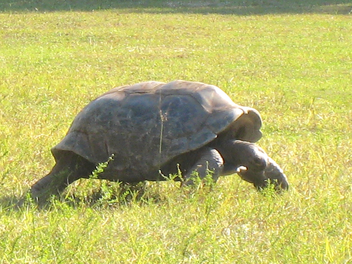 ALDABRA BREEDER