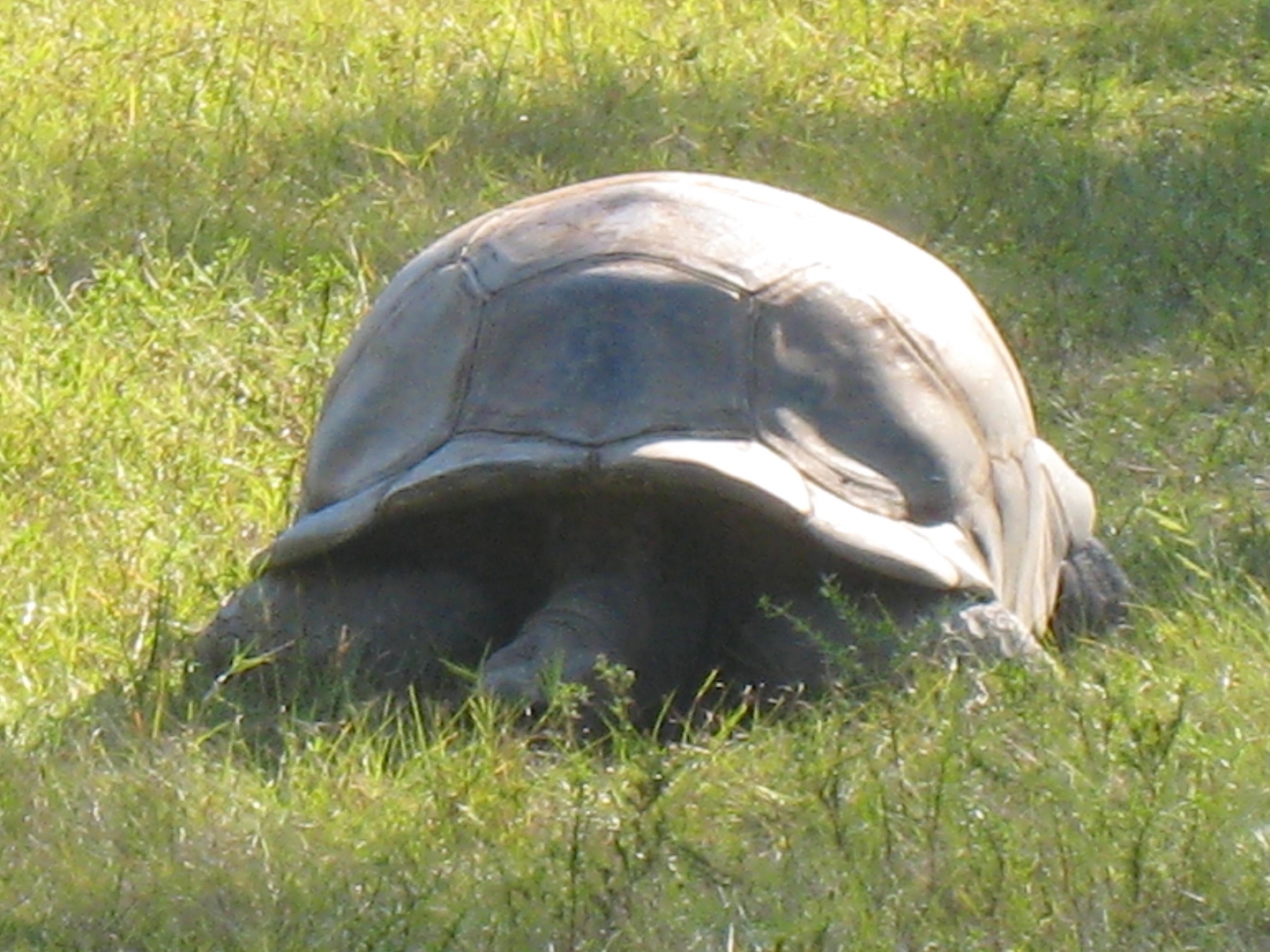 ALDABRA BREEDER
