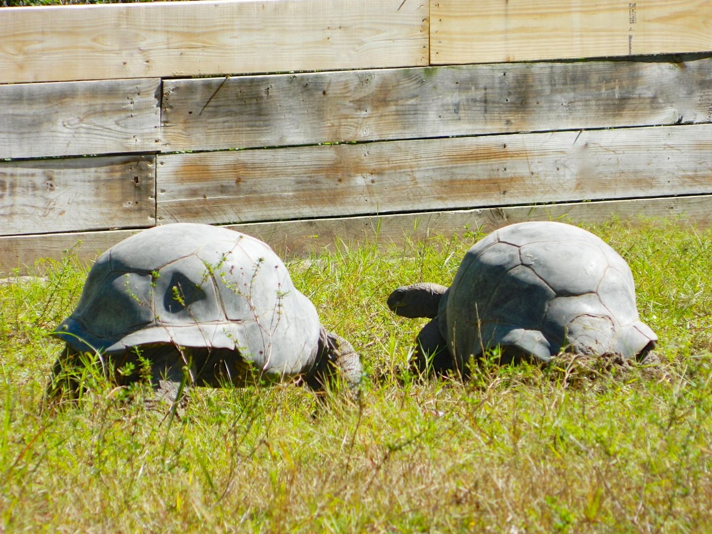 ALDABRA BREEDER