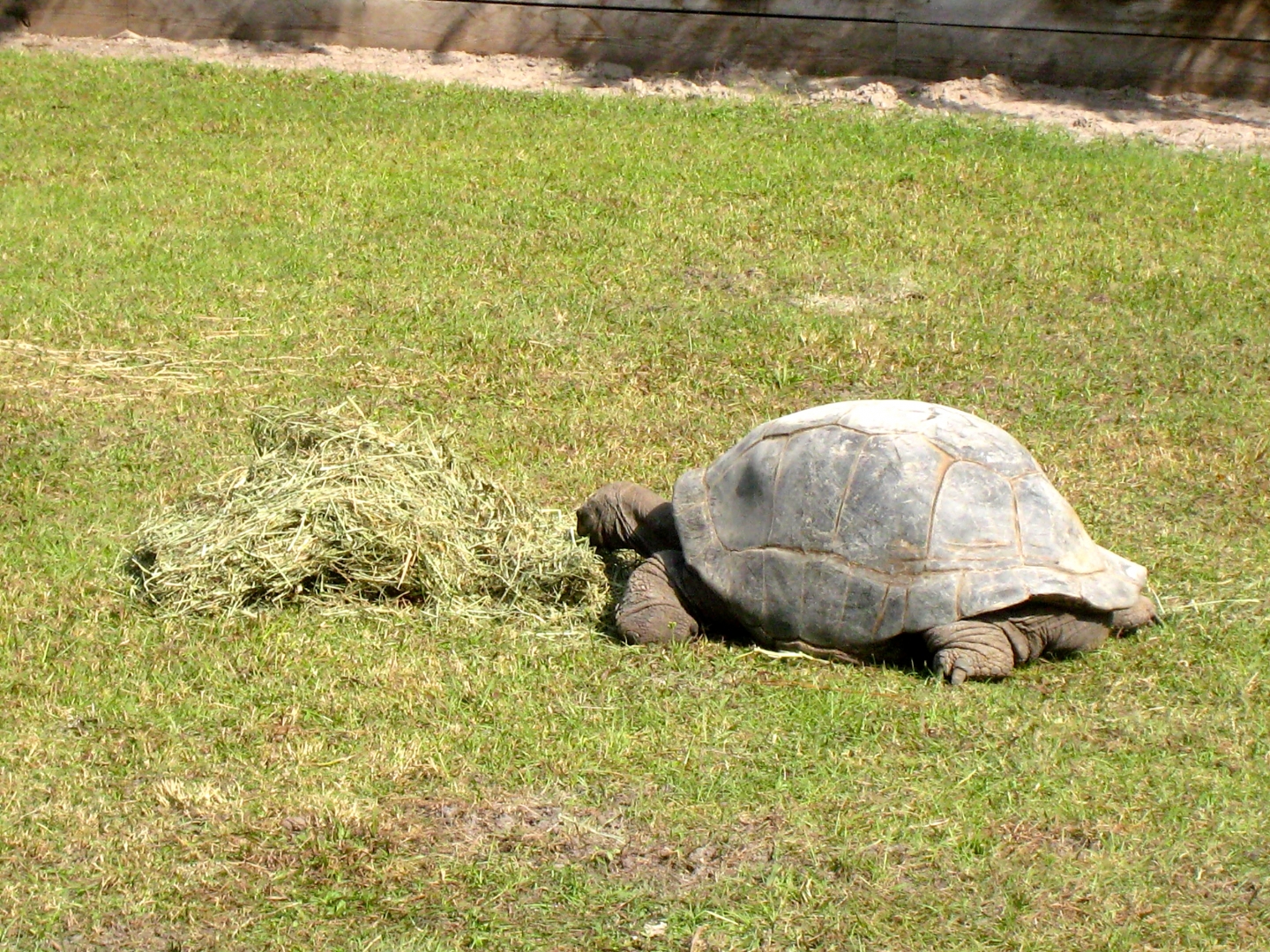 ALDABRA BREEDER