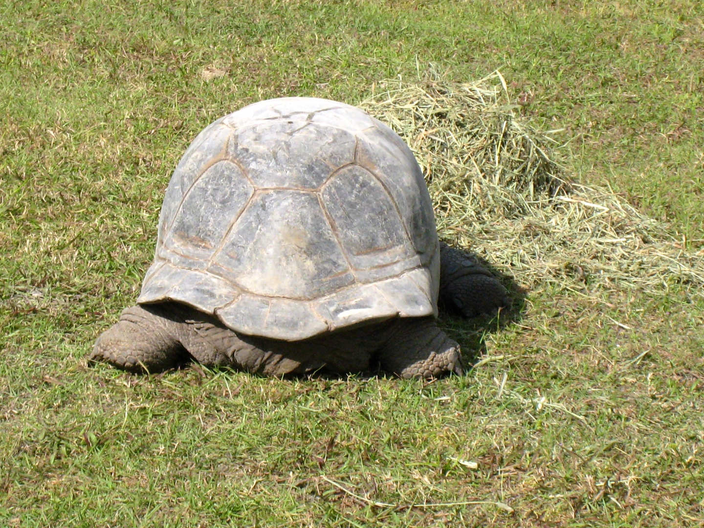 ALDABRA BREEDER