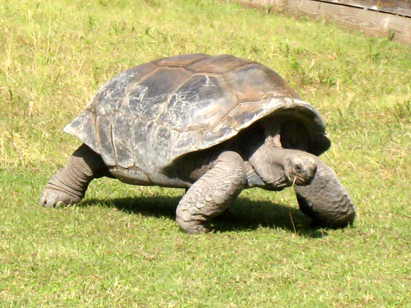 ALDABRA BREEDER