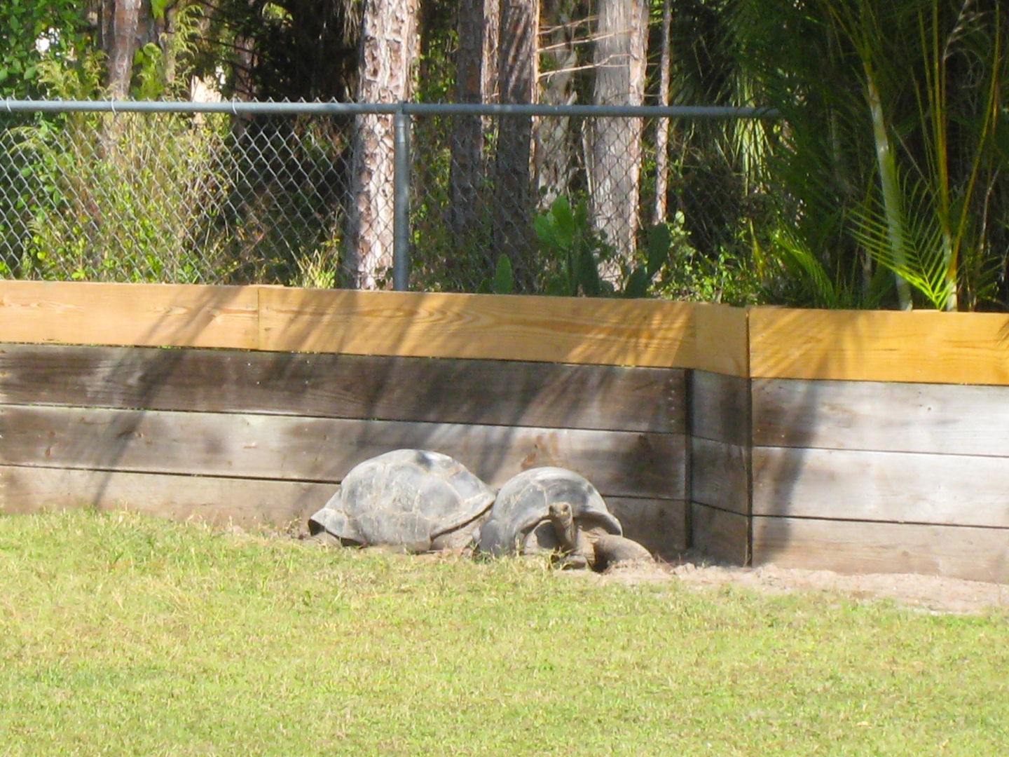 ALDABRA BREEDER
