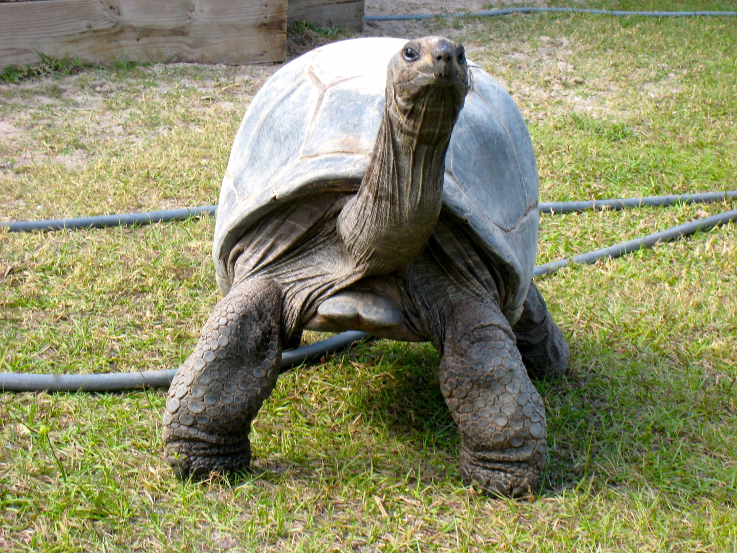 ALDABRA BREEDER