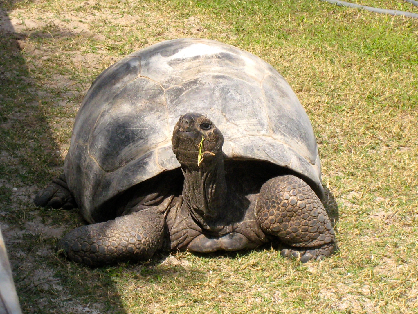 ALDABRA BREEDER