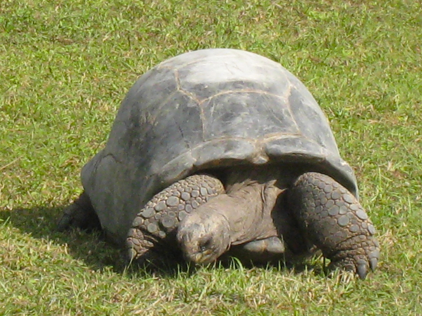 ALDABRA BREEDER