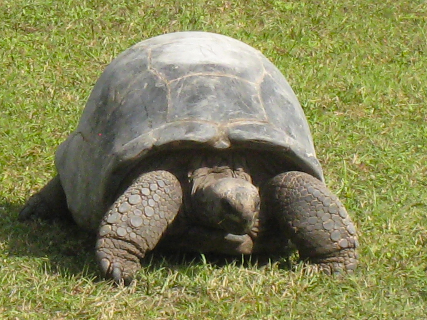 ALDABRA BREEDER