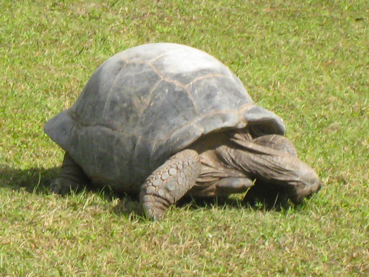 ALDABRA BREEDER
