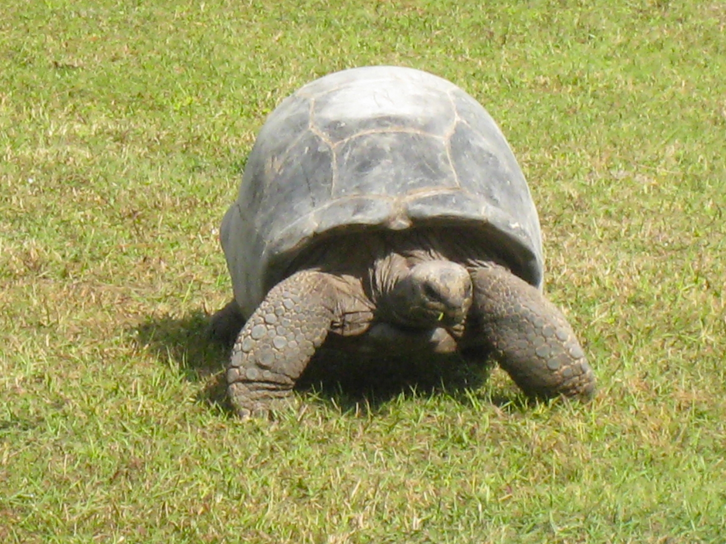 ALDABRA BREEDER