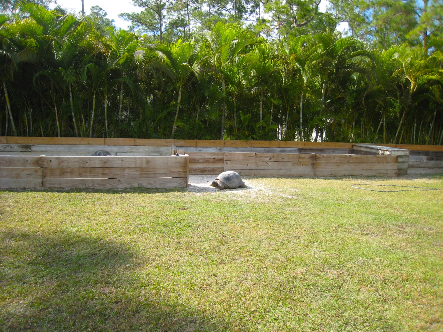 ALDABRA BREEDER
