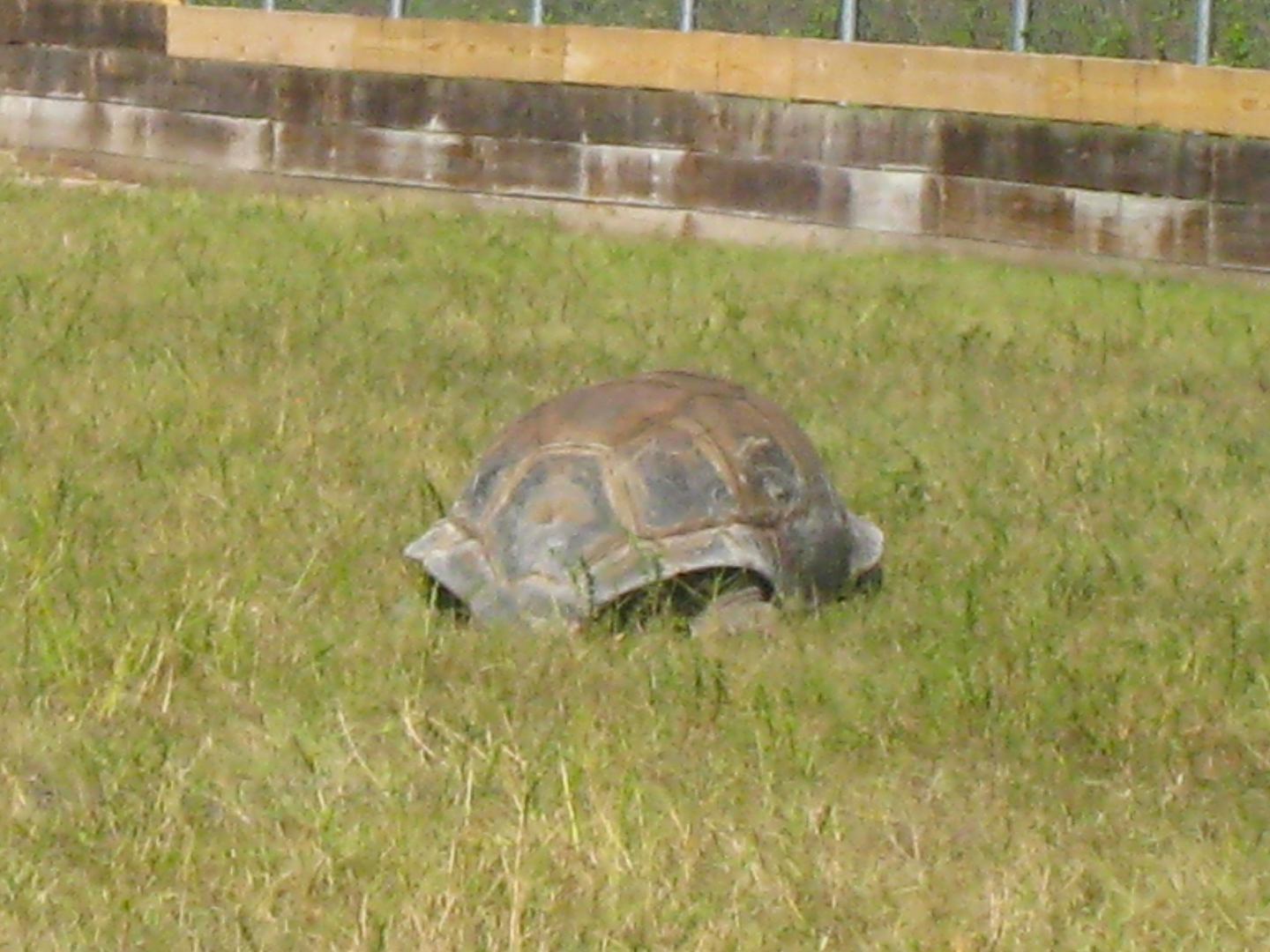 ALDABRA BREEDER