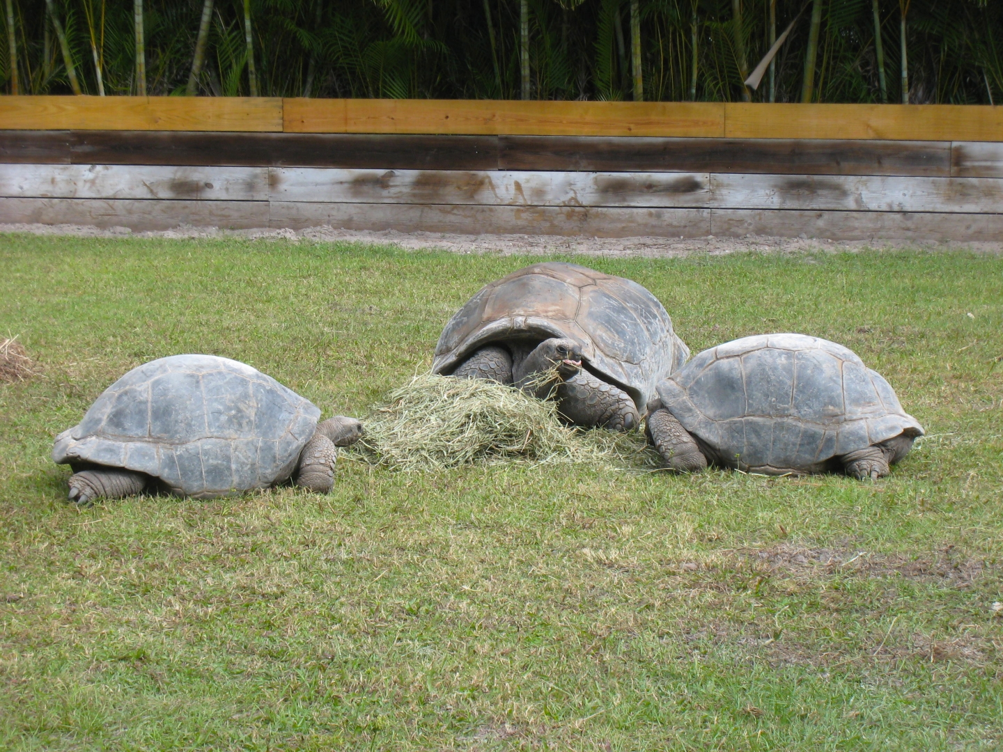 ALDABRA BREEDER