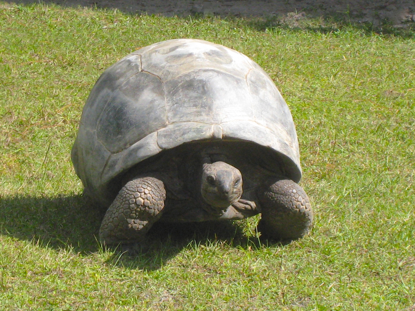 ALDABRA BREEDER