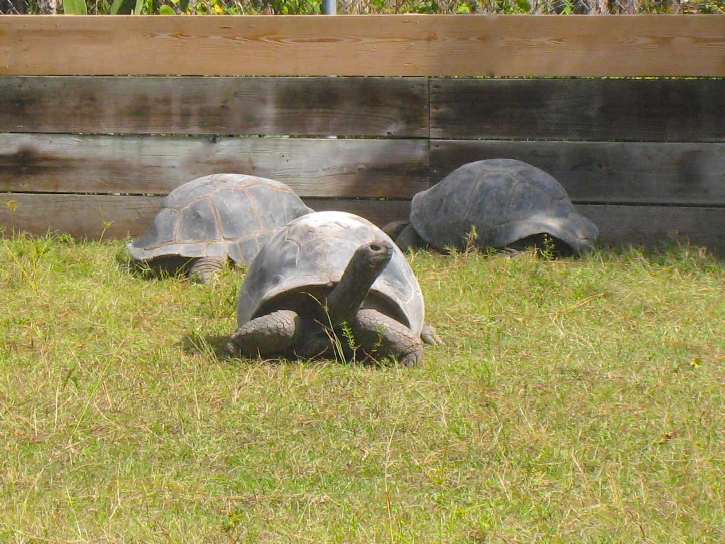 ALDABRA BREEDER