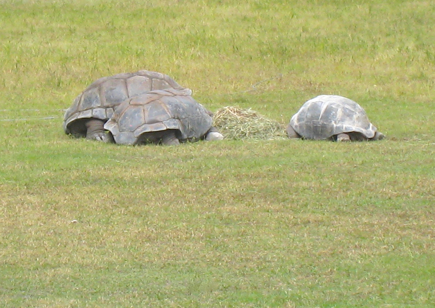 ALDABRA BREEDER