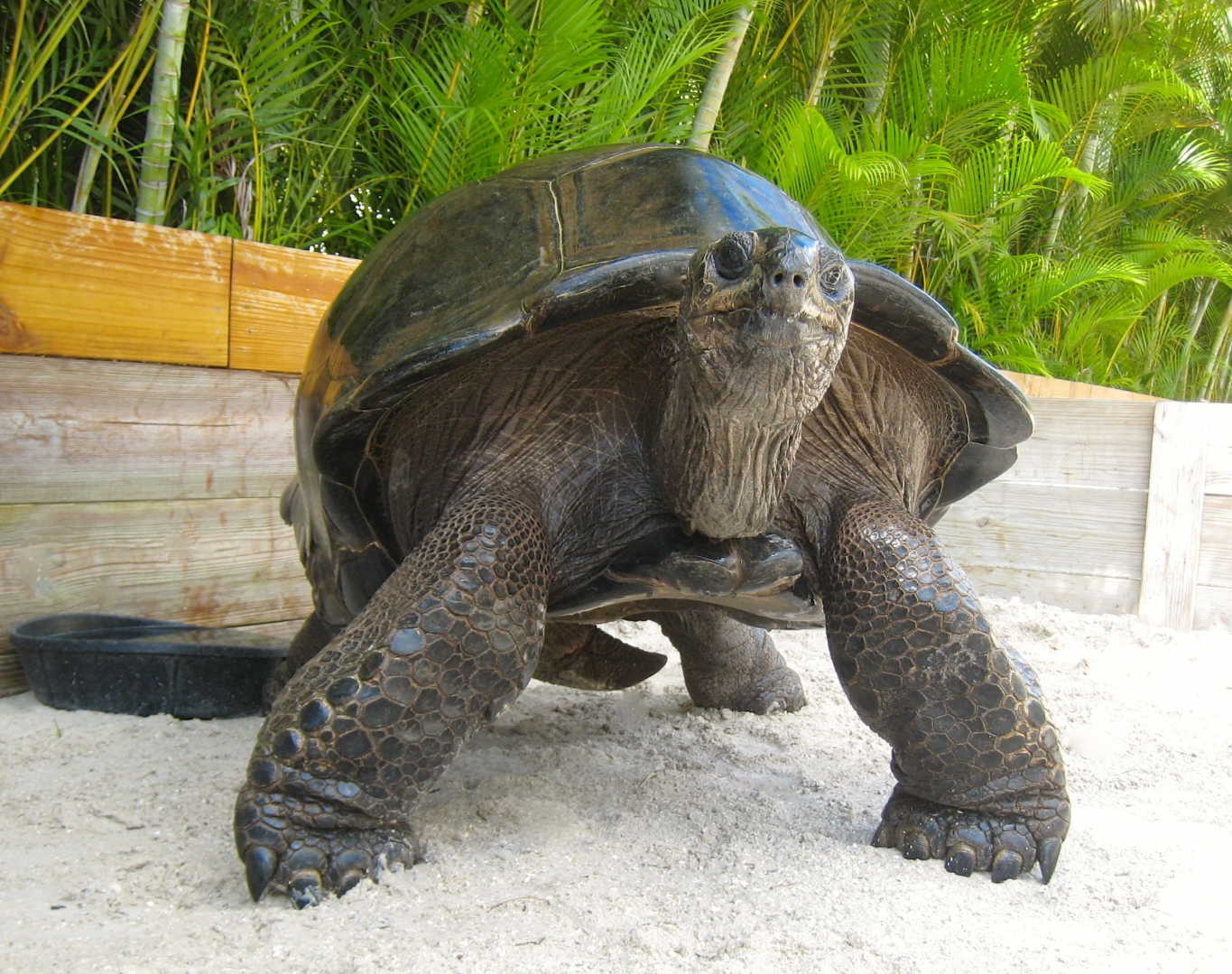ALDABRA BREEDER