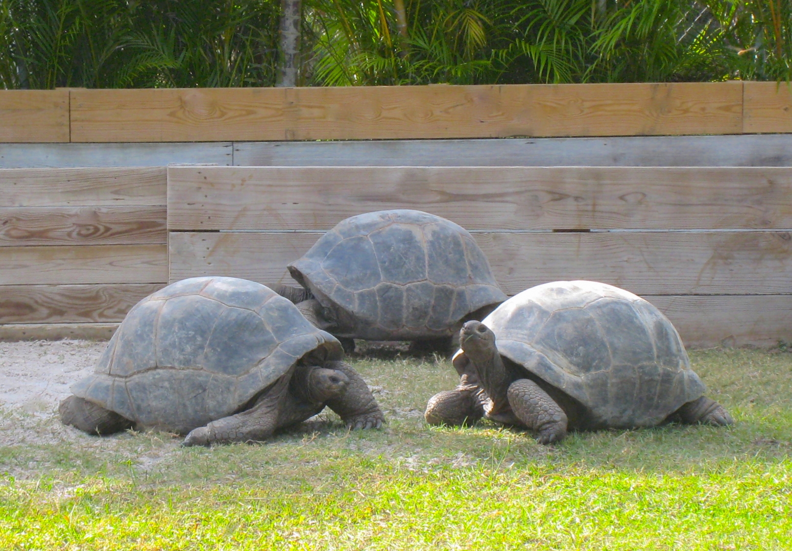 ALDABRA BREEDER