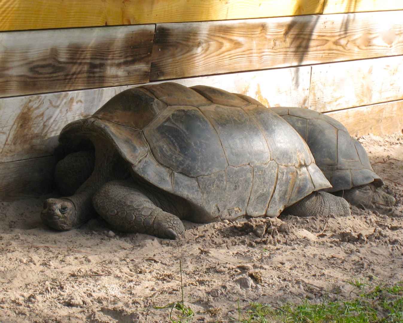 ALDABRA BREEDER
